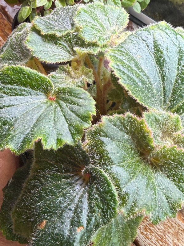 Begonia alchemilloides, feuillage vert foncé, plante d'intérieur, Paris 19e (75)