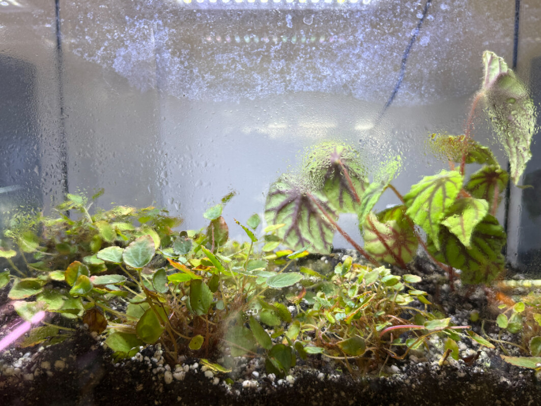 Terrarium du Begonia vanckerkhovenii refait