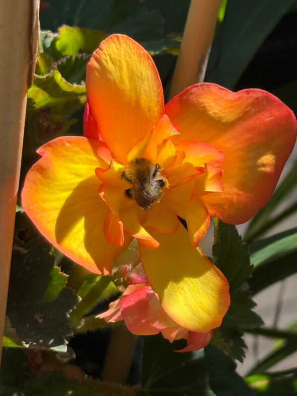 Fleur de bégonia tubéreux visitée par une abeille