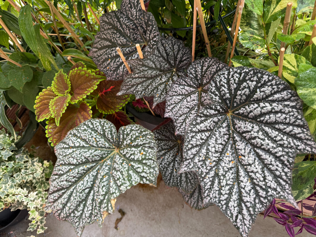 Begonia ‘Sterling Moon’ en été sur mon balcon parisien, Paris 19e (75)