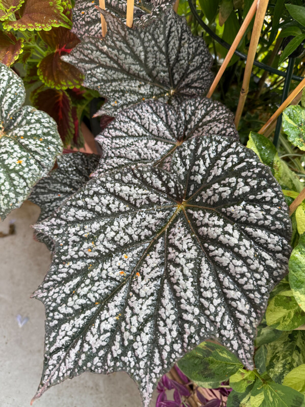 Begonia ‘Sterling Moon’ de plus en plus beau sur mon balcon parisien