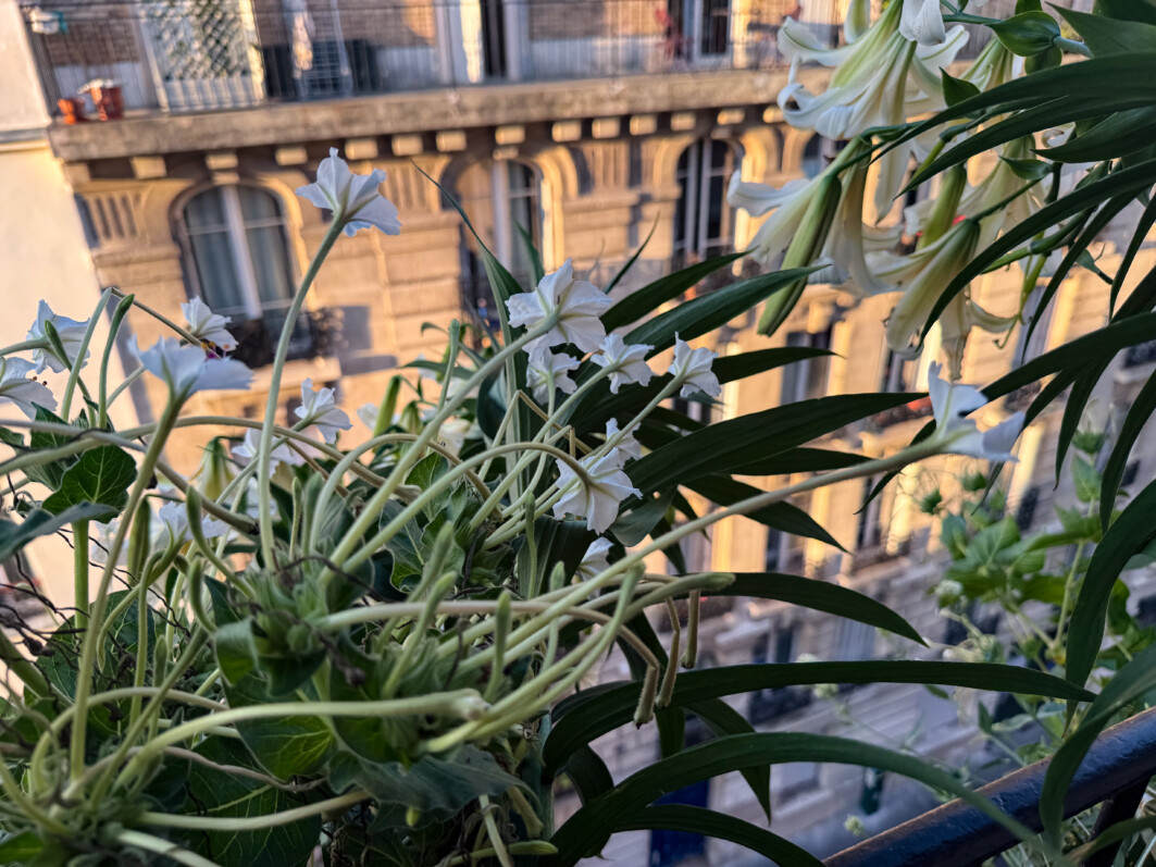 Lis 'Mister Cas' et belles-de-nuit à longues fleurs en été sur mon balcon parisien, Paris 19e (75)