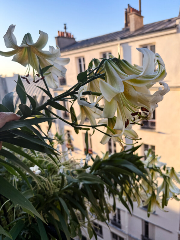 Lis 'Mister Cas' et belles-de-nuit à longues fleurs en été sur mon balcon parisien, Paris 19e (75)