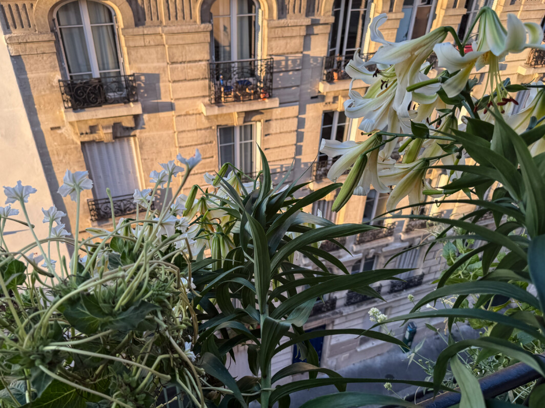 Lire la suite à propos de l’article Lis et belles-de-nuit en début de soirée sur mon balcon parisien
