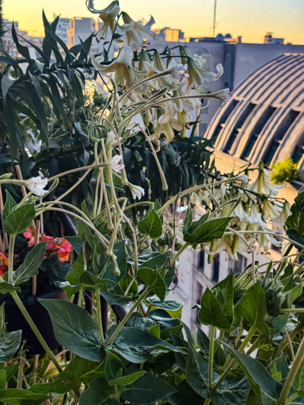 Lis 'Mister Cas' et belles-de-nuit à longues fleurs en été sur mon balcon parisien, Paris 19e (75)