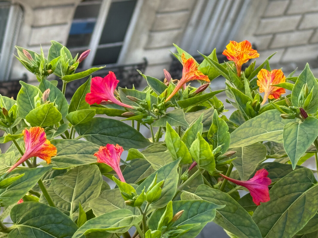 Belles de nuit 'Arlequin', Mirabilis jalapa, plante vivace, en été sur mon balcon parisien, Paris 19e (75)
