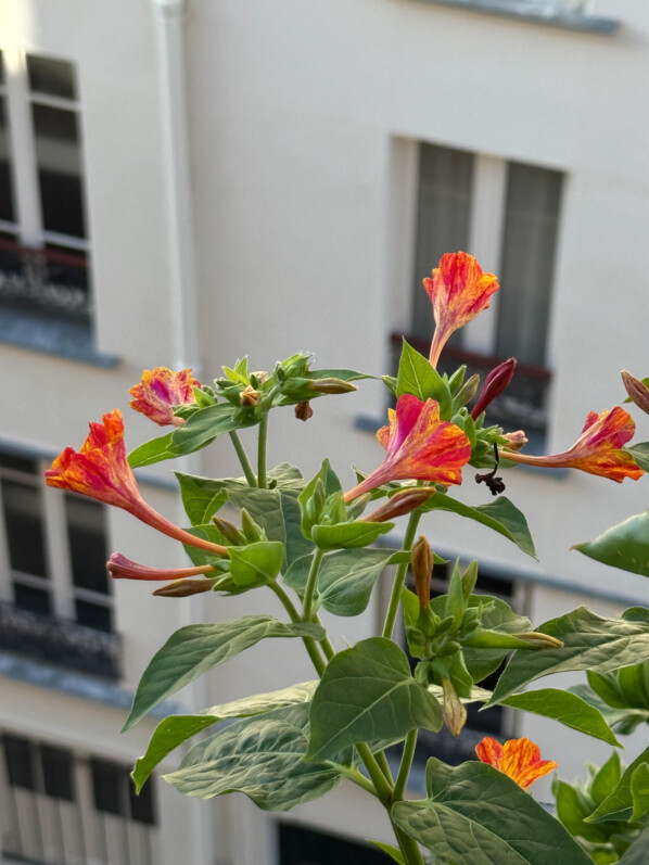 Belles de nuit 'Arlequin', Mirabilis jalapa, plante vivace, en été sur mon balcon parisien, Paris 19e (75)