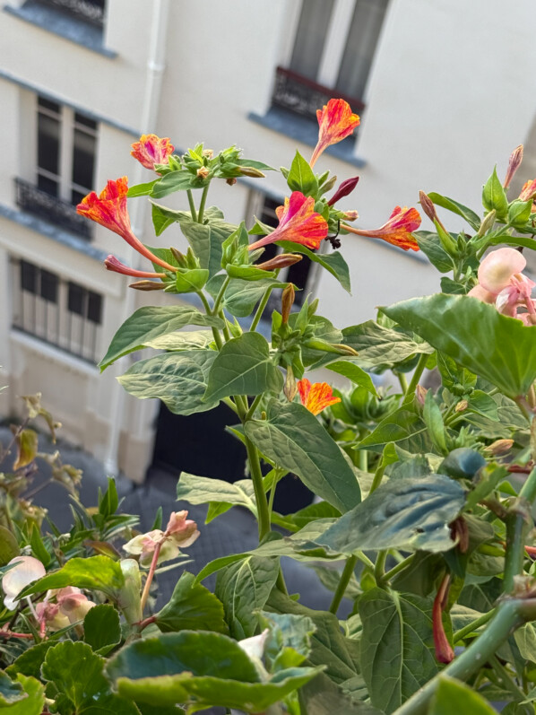 Belles de nuit 'Arlequin', Mirabilis jalapa, plante vivace, en été sur mon balcon parisien, Paris 19e (75)