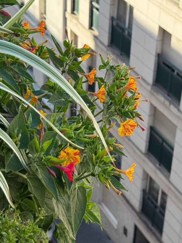 Belles de nuit 'Arlequin', Mirabilis jalapa, plante vivace, en été sur mon balcon parisien, Paris 19e (75)