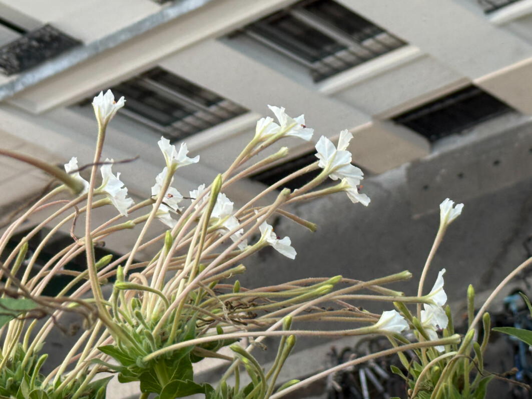 Lire la suite à propos de l’article Les longues, très longues fleurs de mes belles de nuit