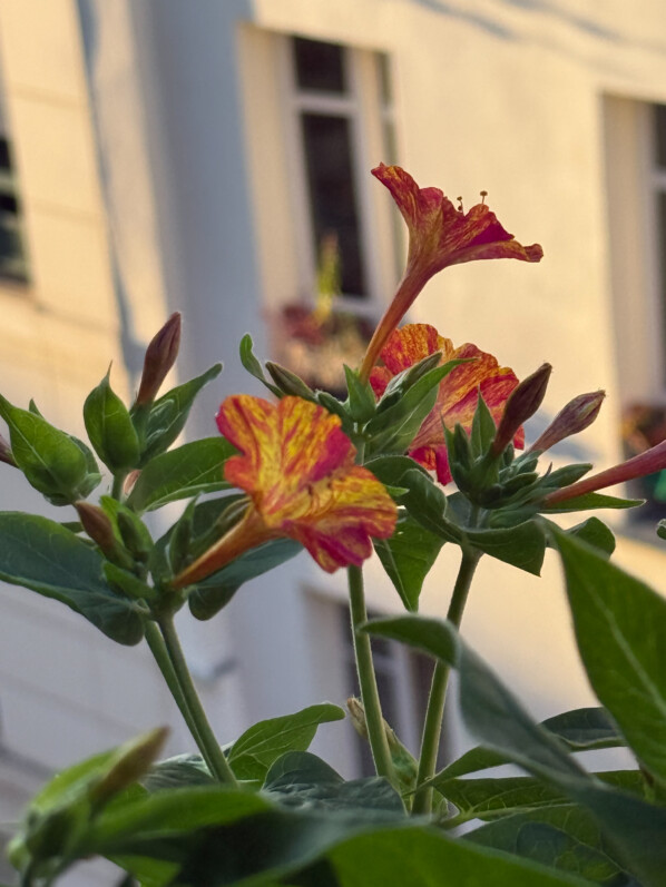 Le retour de la belle de nuit (Mirabilis jalapa) ‘Arlequin’