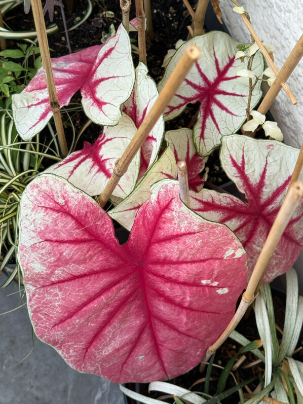 Caladium 'Fiesta' en été sur mon balcon parisien, Paris 19e (75)