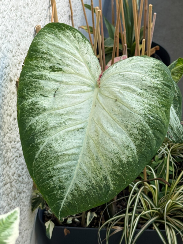 Caladium 'Aaron' en été sur mon balcon parisien, Paris 19e (75)
