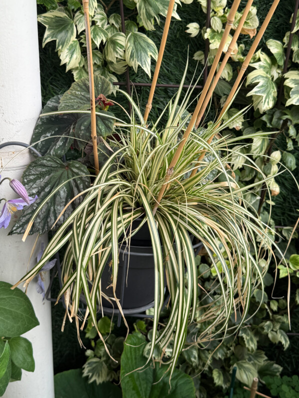 Carex conica ‘Snowline’ sur mon balcon parisien, Paris 19e (75)