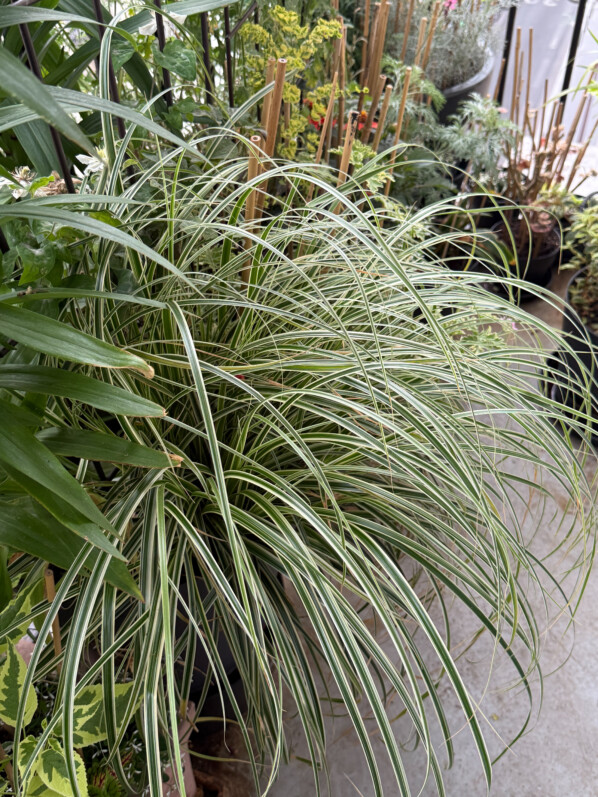 Carex x oshimensis ‘Feather Falls’ sur mon balcon parisien, Paris 19e (75)