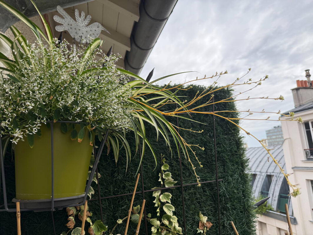 Mon chlorophytum étend ses longs stolons