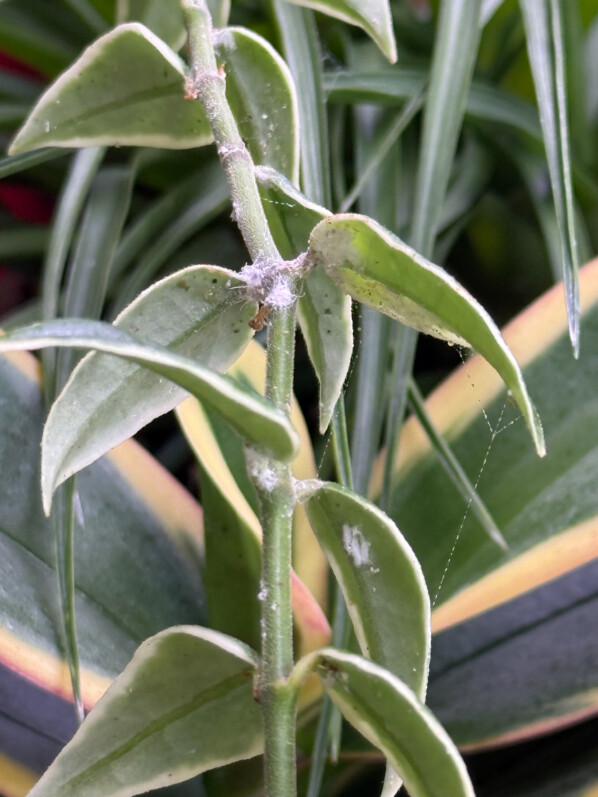 Cochenilles farineuses sur Hoya bella 'Variegata', plante d'intérieur, Paris 19e (75)