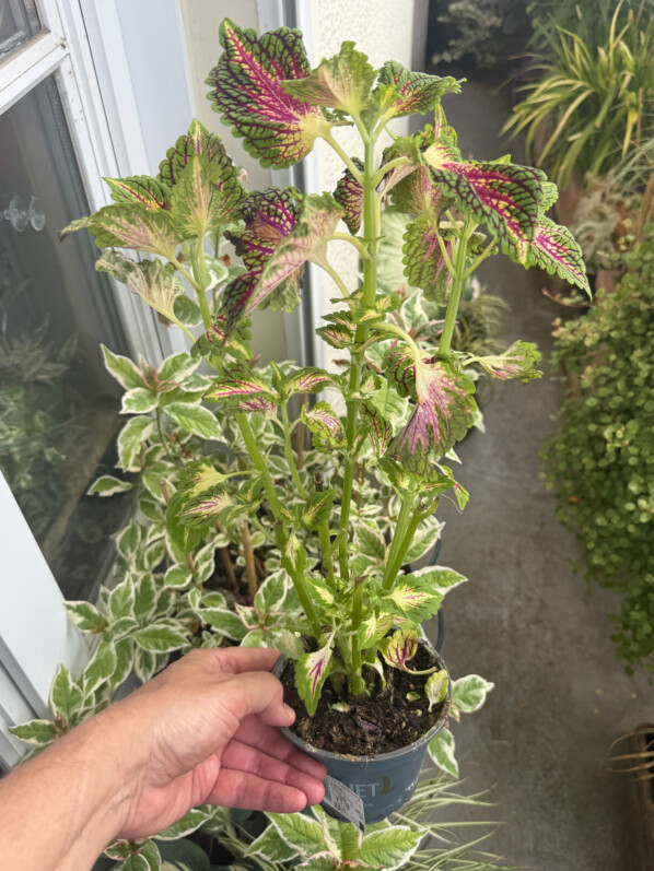 Jeune plant de coléus en été sur mon balcon parisien, Paris 19e (75)