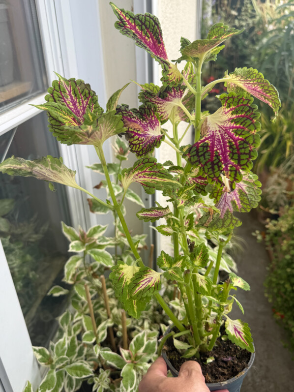 Jeune plant de coléus mal en point mais qui devrait retrouver sa splendeur sur mon balcon