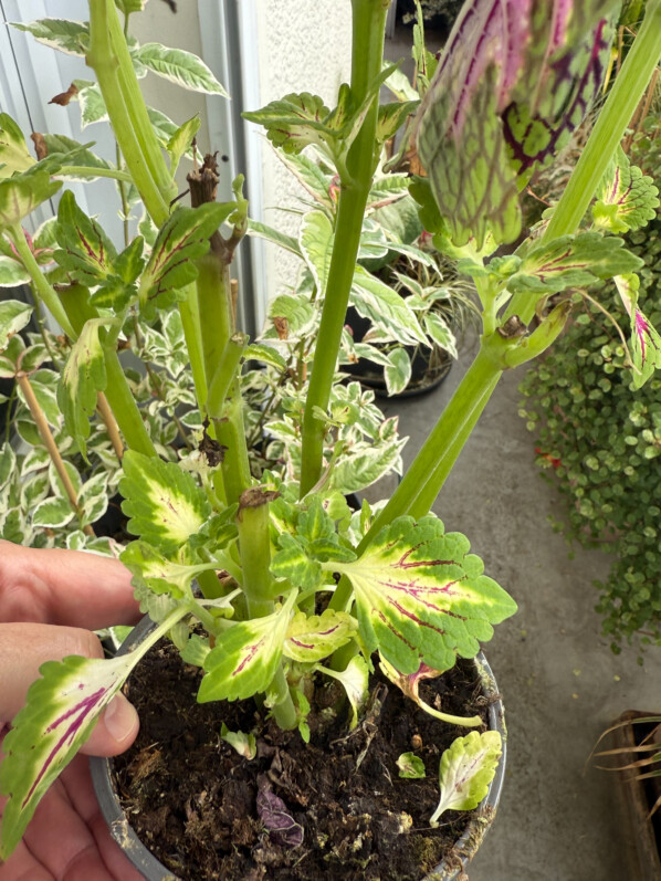 Jeune plant de coléus en été sur mon balcon parisien, Paris 19e (75)