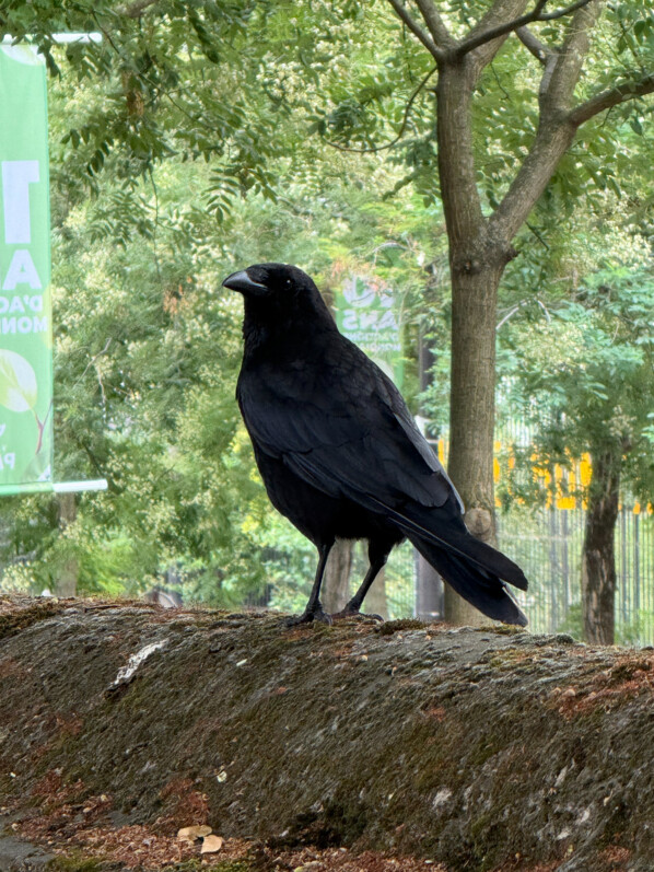 Corneille, oiseau, cimetière du Père Lachaise, Paris 20e (75)