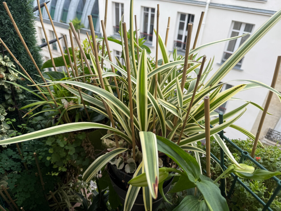 Dianella caerulea Destiny, lis de Tasmanie, en été sur mon balcon parisien, Paris 19e (75)