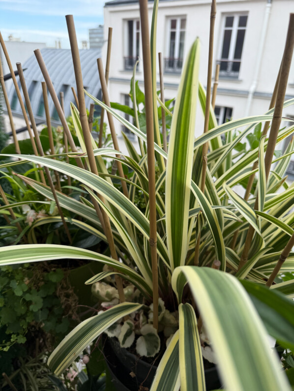 Dianella caerulea ‘Destiny’, superbe variété de lis de Tasmanie au feuillage panaché