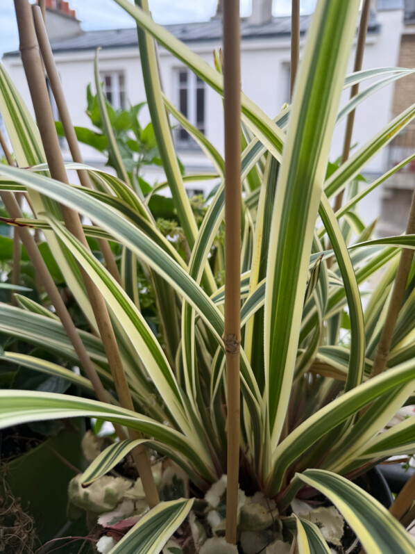 Dianella caerulea Destiny, lis de Tasmanie, en été sur mon balcon parisien, Paris 19e (75)