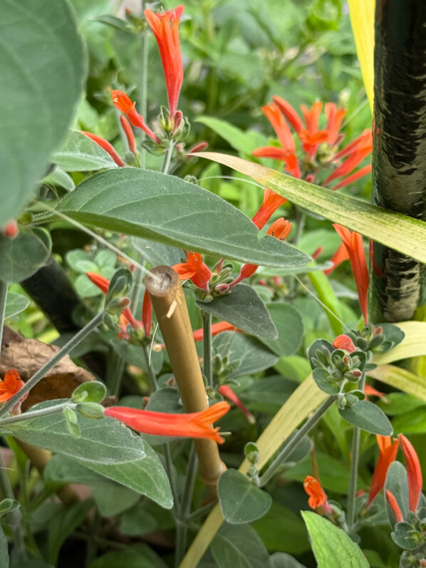 Culture réussie du Dicliptera (Justicia) suberecta qui fleurit avec générosité