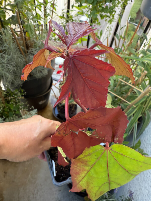 Hibiscus moscheutos Carousel Ghost en été sur mon balcon parisien, Paris 19e (75)