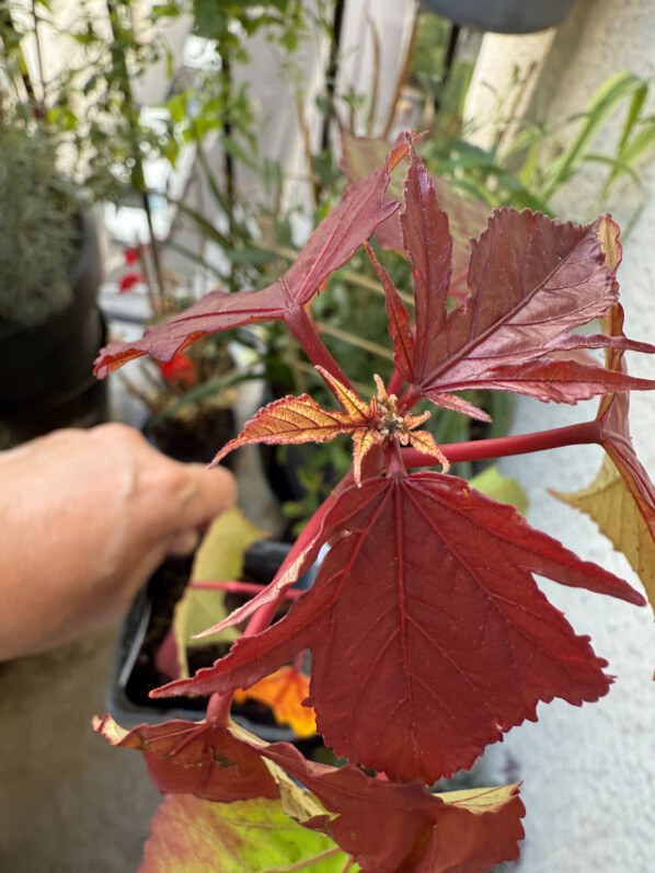Nouvelle plante sur mon balcon : Hibiscus moscheutos Carousel Ghost