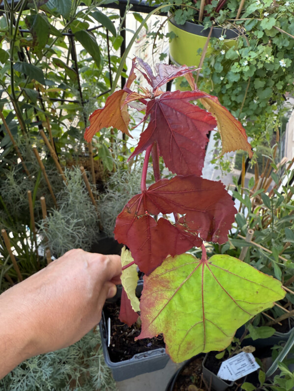 Hibiscus moscheutos Carousel Ghost en été sur mon balcon parisien, Paris 19e (75)