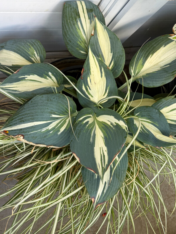 Hosta ‘Ivory Queen’ en été sur mon balcon parisien, Paris 19e (75)