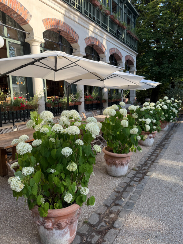 Potées d'Hydrangea arborescens 'Annabelle', le matin dans le parc des Buttes-Chaumont, Paris 19e (75)