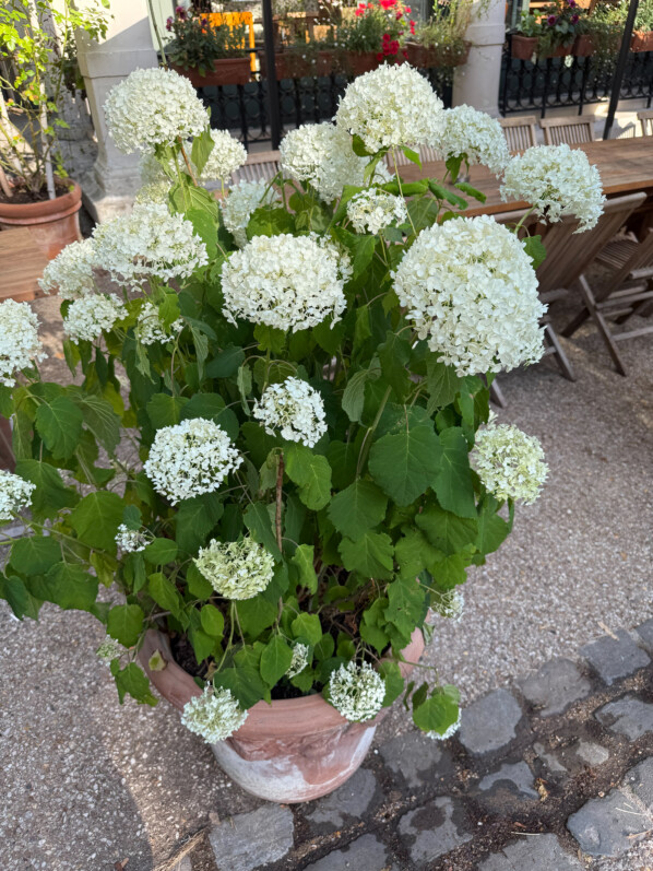 Potées d'Hydrangea arborescens 'Annabelle', le matin dans le parc des Buttes-Chaumont, Paris 19e (75)