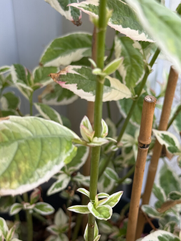 Nouvelles feuilles de l'Hydrangea serrata 'Euphoria Pink' en été sur mon balcon parisien, Paris 19e (75)