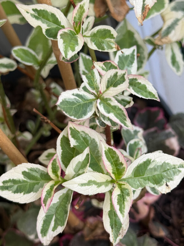 Nouvelles feuilles de l'Hydrangea serrata 'Euphoria Pink' en été sur mon balcon parisien, Paris 19e (75)
