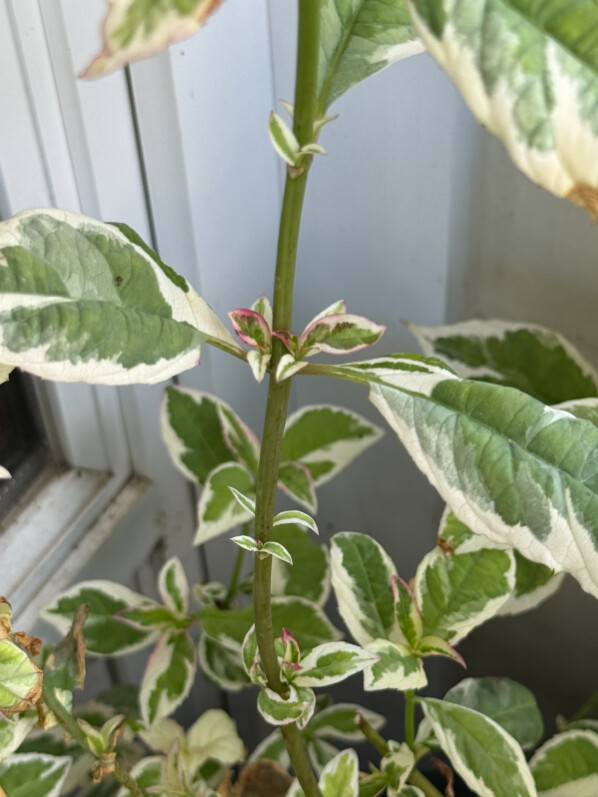 Nouveau feuillage pour mon hydrangéa ‘Euphoria Pink’