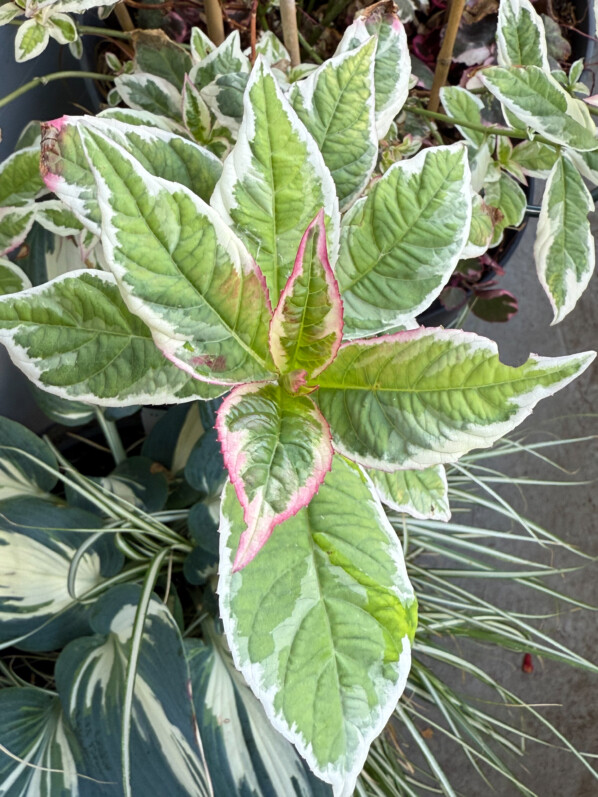 Hydrangea serrata 'Eupatoria Pink' en été sur mon balcon parisien, Paris 19e (75)