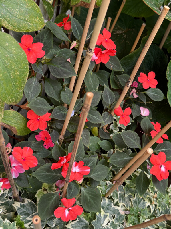 Impatience (Impatiens walleriana) en été sur mon balcon parisien, Paris 19e (75)