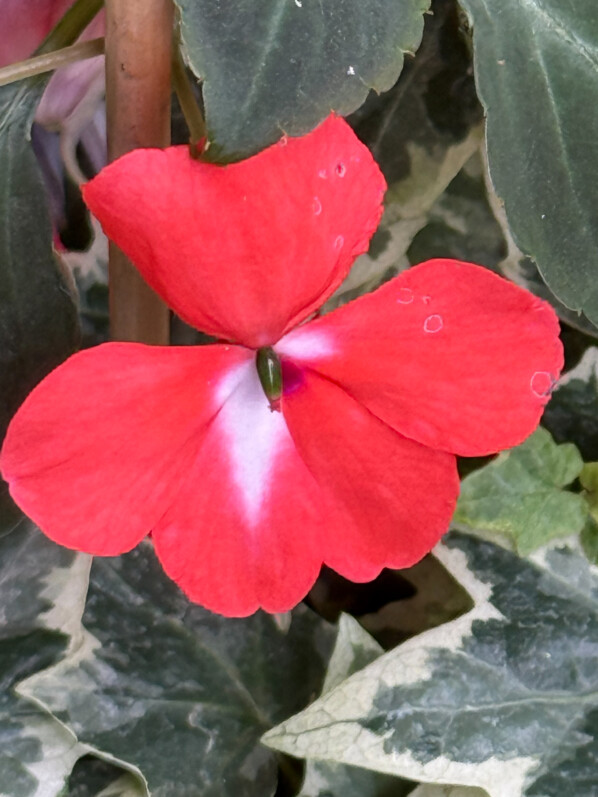 Impatience (Impatiens walleriana) en été sur mon balcon parisien, Paris 19e (75)