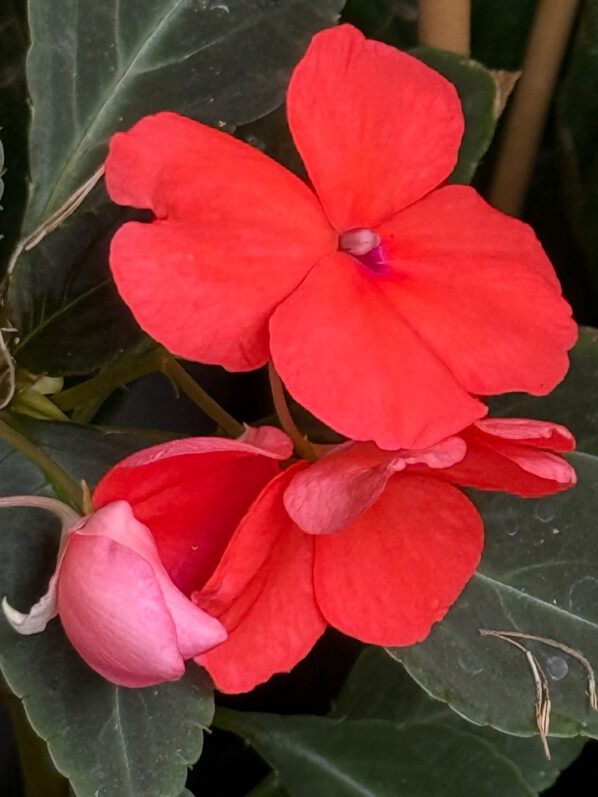 Impatience (Impatiens walleriana) en été sur mon balcon parisien, Paris 19e (75)