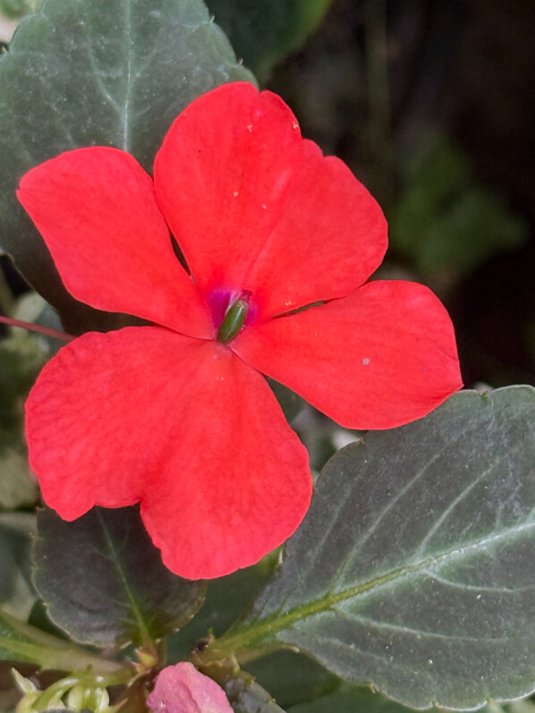 Impatience (Impatiens walleriana) en été sur mon balcon parisien, Paris 19e (75)