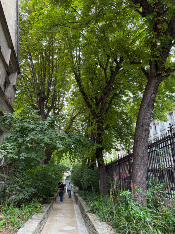 Jardin médiéval du musée de Cluny, Paris 5e (75)