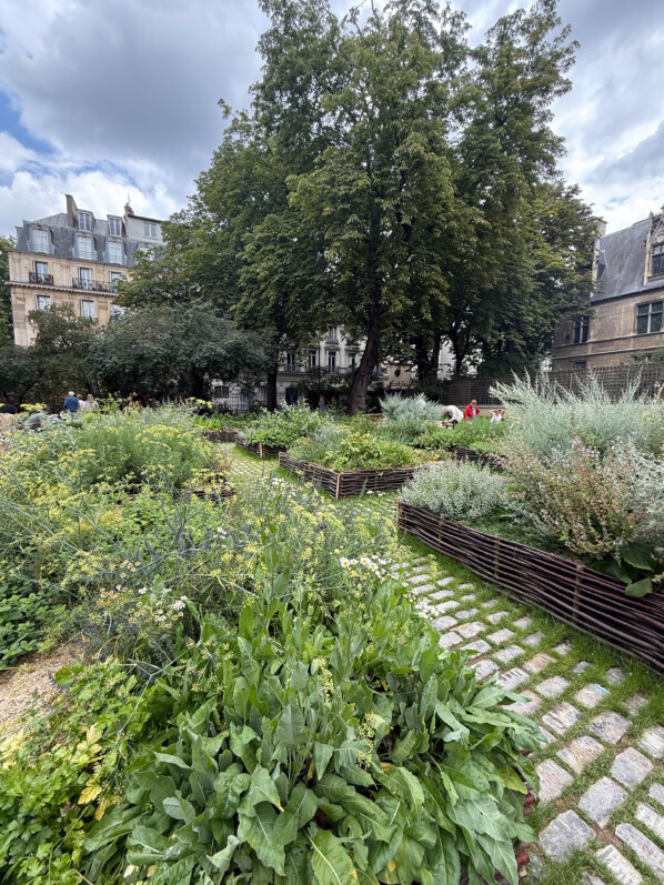Jardin médiéval du musée de Cluny, Paris 5e (75)