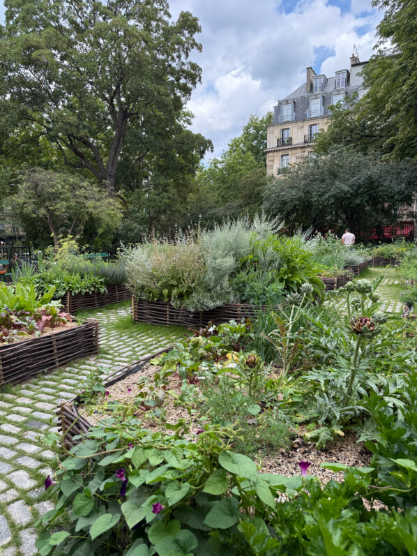 Jardin médiéval du musée de Cluny, Paris 5e (75)