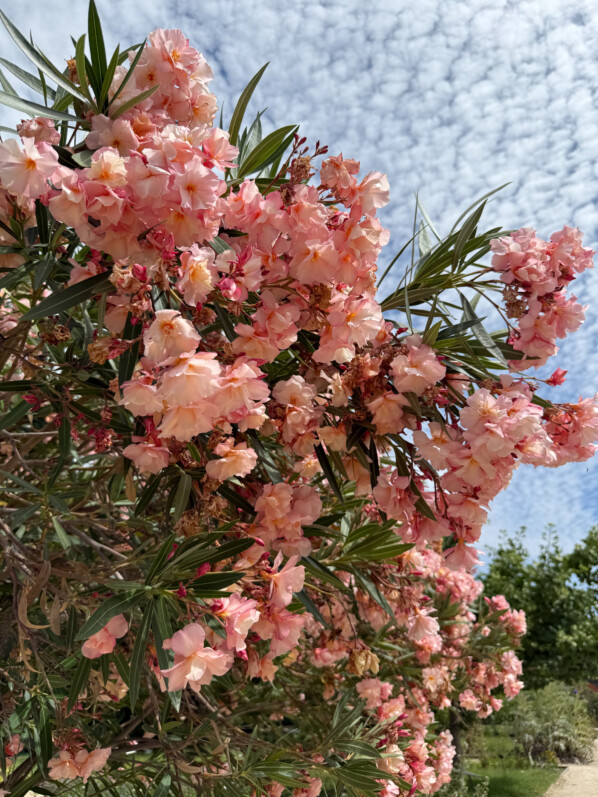 Laurier rose, Nerium oleander, fleurs, arbuste, Jardin des Plantes, Paris 5e (75)