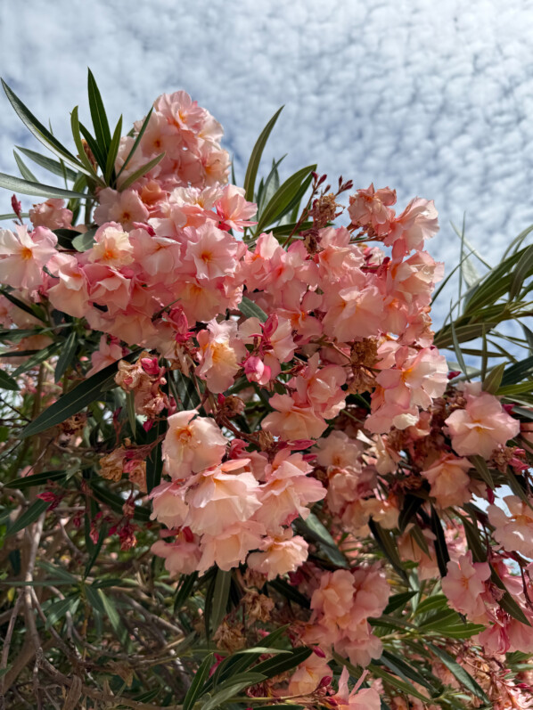 Le bel été fleuri du laurier rose du Jardin des Plantes de Paris