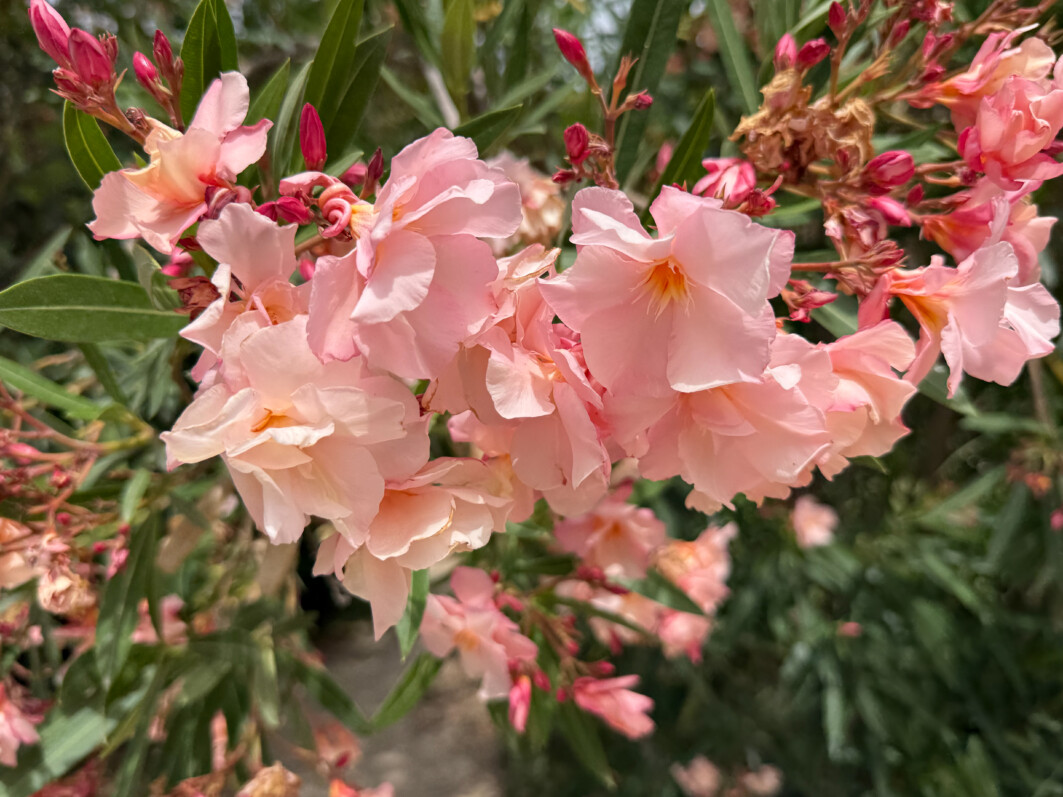 Laurier rose, Nerium oleander, fleurs, arbuste, Jardin des Plantes, Paris 5e (75)