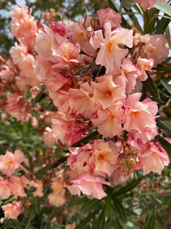Laurier rose, Nerium oleander, fleurs, arbuste, Jardin des Plantes, Paris 5e (75)
